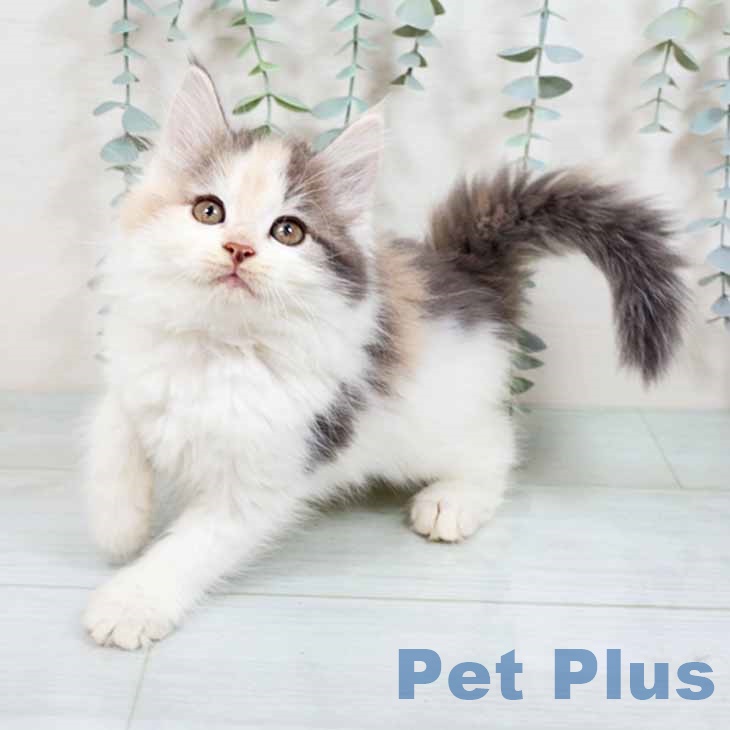 福岡県のノルウェージャンフォレストキャット (ペットプラス 香椎浜店/2025年8月22日生まれ/女の子/ダイリュートキャリコ)の子猫の1枚目の画像