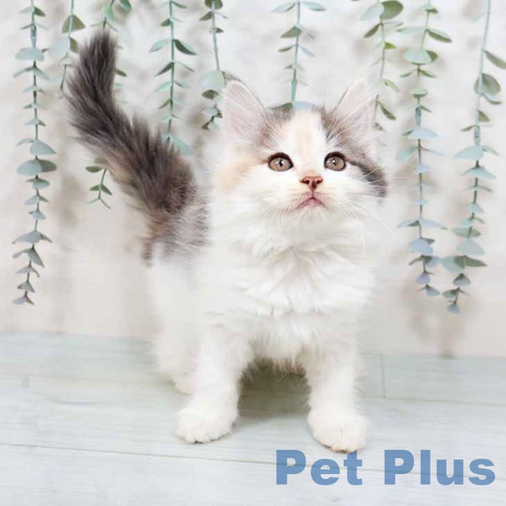 福岡県のノルウェージャンフォレストキャット (ペットプラス 香椎浜店/2025年8月22日生まれ/女の子/ダイリュートキャリコ)の子猫の2枚目の画像