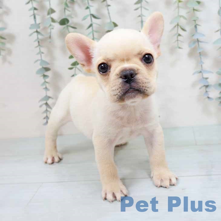 フレンチ・ブルドッグ