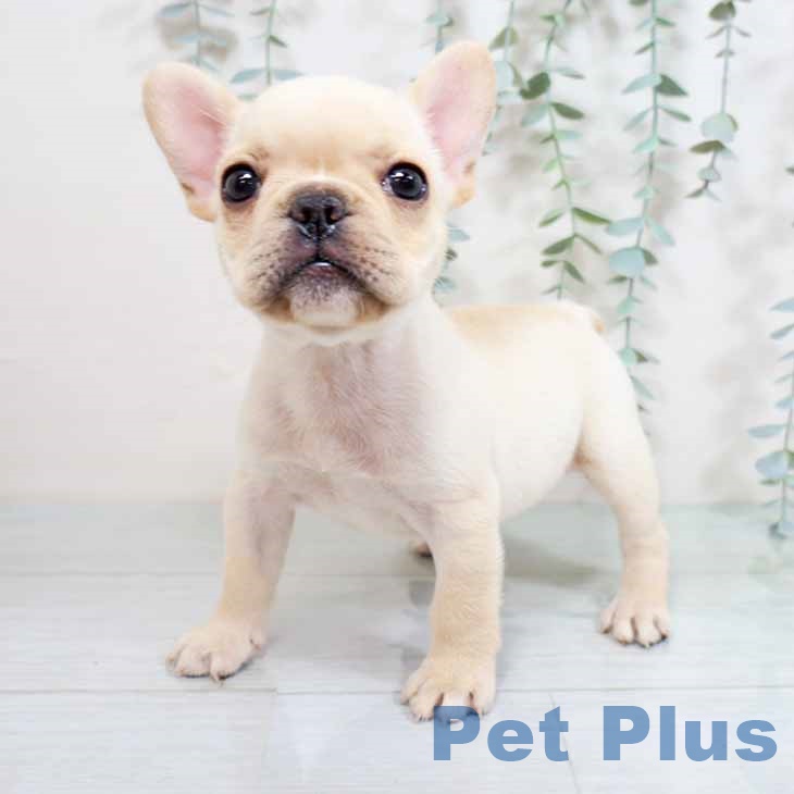 フレンチ・ブルドッグの写真2