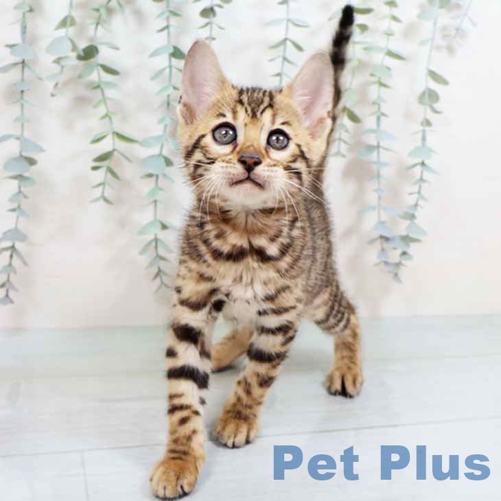 ベンガルの写真2