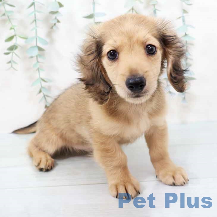 ミニチュア・ダックスフンド