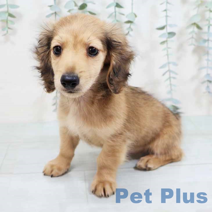 ミニチュア・ダックスフンドの写真2