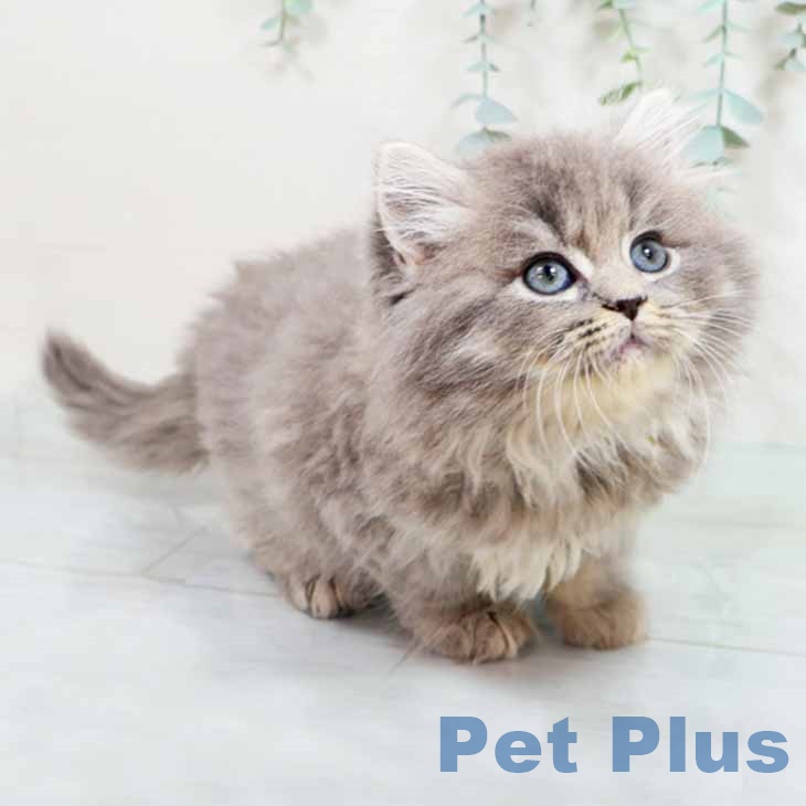 ラガマフィンの写真2