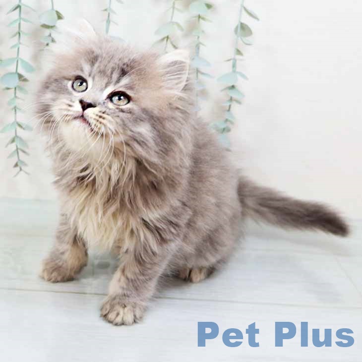 鳥取県のラガマフィン (ペッツワン 日吉津店/2025年8月29日生まれ/男の子/ブルータビー)の子猫の1枚目の画像