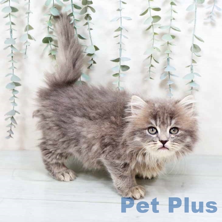 鳥取県のラガマフィン (ペッツワン 日吉津店/2025年8月29日生まれ/男の子/ブルータビー)の子猫の2枚目の画像