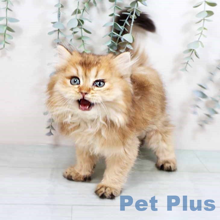 大阪府のブリティッシュロングヘアー (ペットプラス ららぽーと和泉店/2025年8月25日生まれ/男の子/ゴールデンティックドタビー)の子猫の1枚目の画像