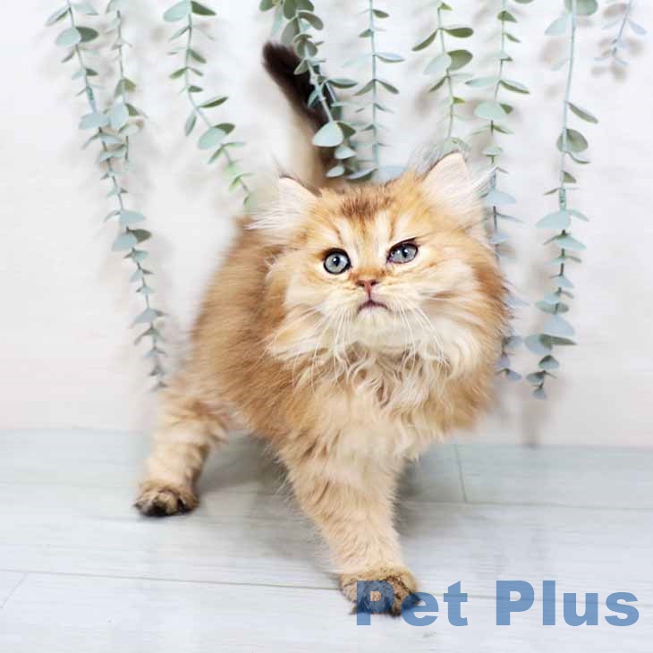 大阪府のブリティッシュロングヘアー (ペットプラス ららぽーと和泉店/2025年8月25日生まれ/男の子/ゴールデンティックドタビー)の子猫の2枚目の画像
