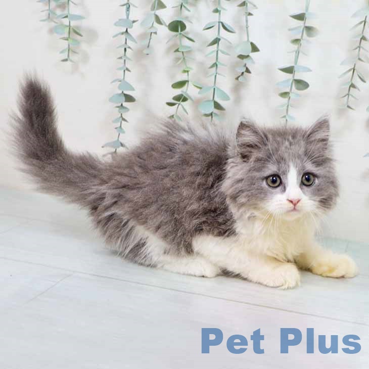 ブリティッシュロングヘア