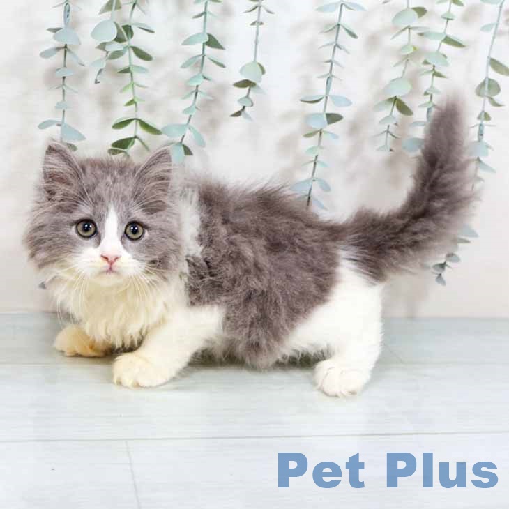 ブリティッシュロングヘア