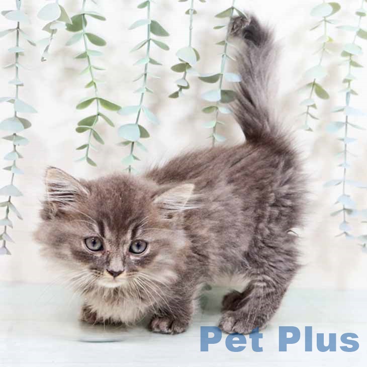 マンチカンの写真2