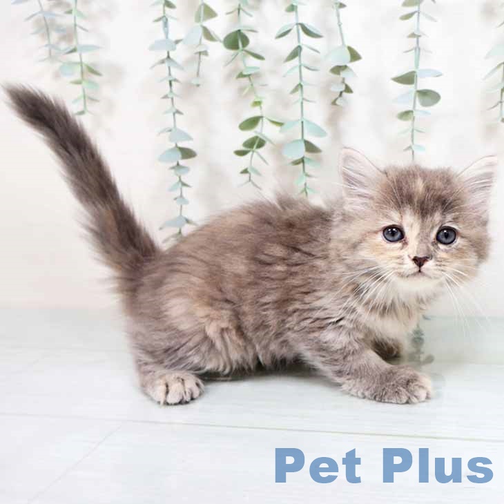 新潟県のマンチカン (ペットプラス 新潟青山店/2025年8月26日生まれ/女の子/ブルークリームタビー)の子猫の1枚目の画像