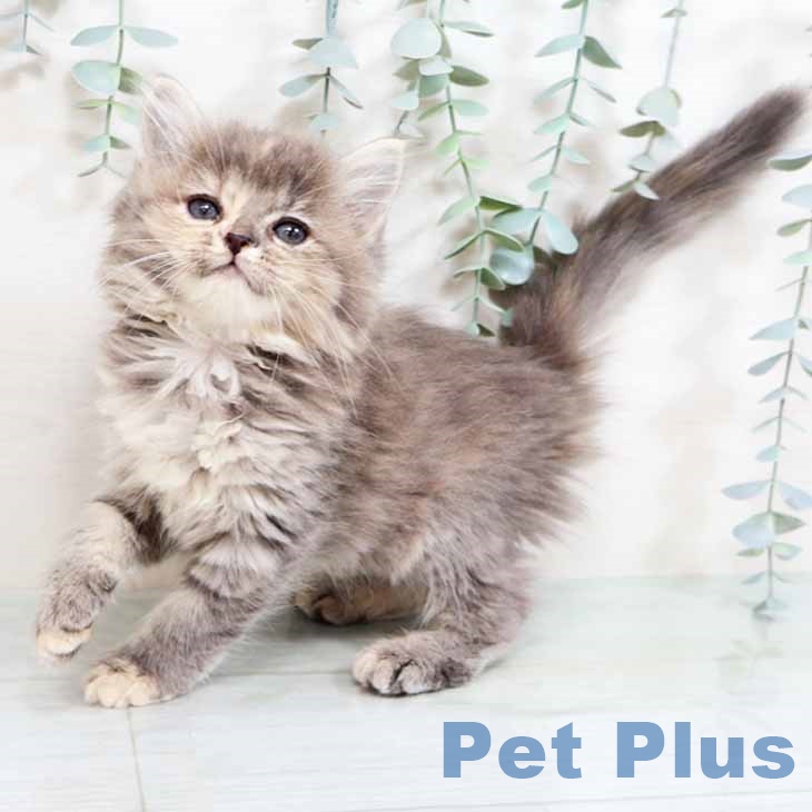 新潟県のマンチカン (ペットプラス 新潟青山店/2025年8月26日生まれ/女の子/ブルークリームタビー)の子猫の2枚目の画像