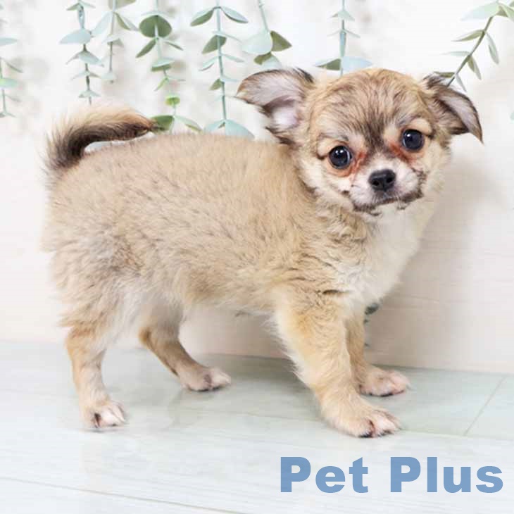 京都府のチワワ(ロング) (ペットプラス 京都桂川店/2025年8月28日生まれ/女の子/レッド)の子犬の1枚目の画像