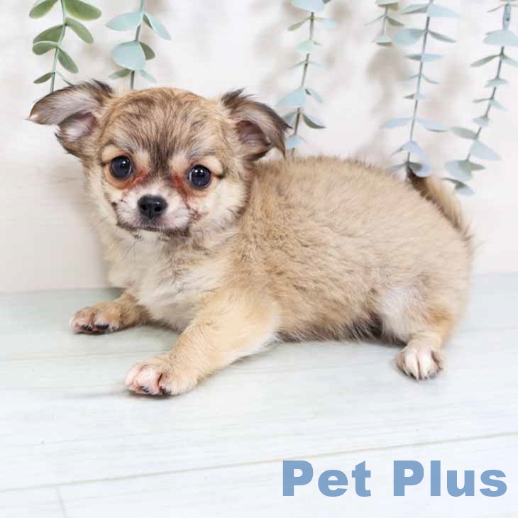 京都府のチワワ(ロング) (ペットプラス 京都桂川店/2025年8月28日生まれ/女の子/レッド)の子犬の2枚目の画像