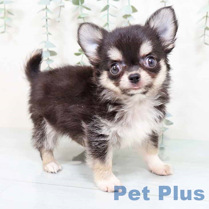 大阪府のチワワ(ロング) (ペットプラス 鶴見店/2025年8月28日生まれ/男の子/ブラックタンホワイト)の子犬の1枚目の画像