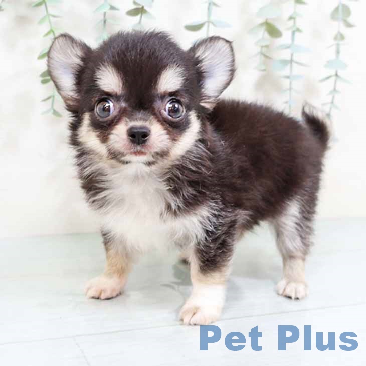 大阪府のチワワ(ロング) (ペットプラス 鶴見店/2025年8月28日生まれ/男の子/ブラックタンホワイト)の子犬の2枚目の画像