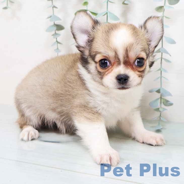 大阪府のチワワ(ロング) (ペットプラス 四條畷店/2025年8月28日生まれ/男の子/レッドホワイト)の子犬の1枚目の画像