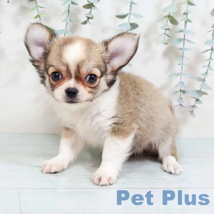 大阪府のチワワ(ロング) (ペットプラス 四條畷店/2025年8月28日生まれ/男の子/レッドホワイト)の子犬の2枚目の画像