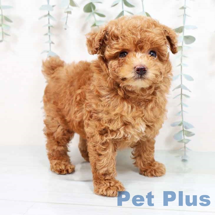 兵庫県のトイプードル(トイ) (ペットプラス 神戸三宮店/2025年8月29日生まれ/男の子/アプリコット)の子犬の1枚目の画像