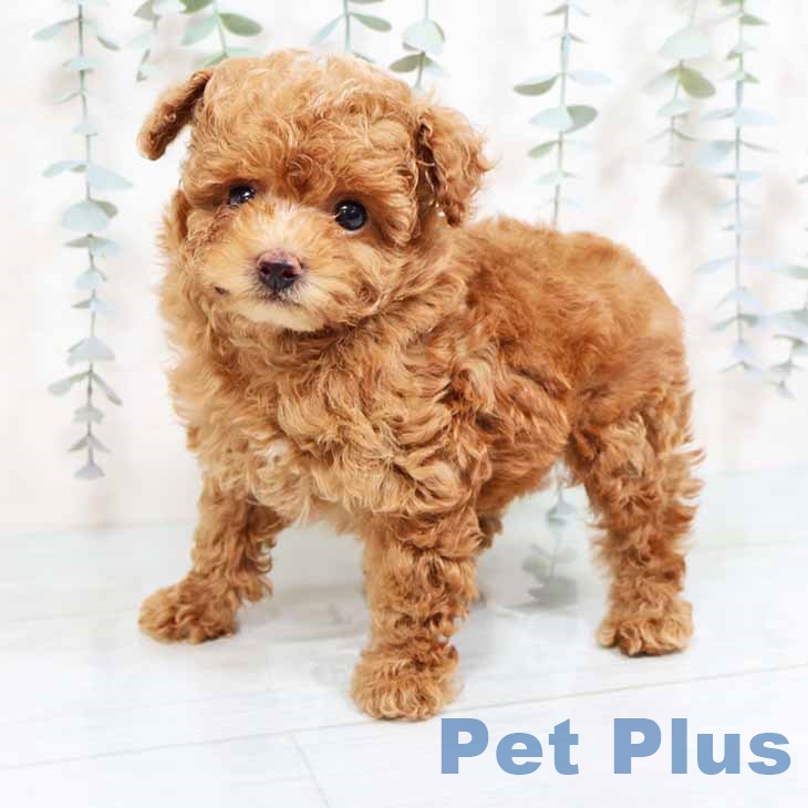 兵庫県のトイプードル(トイ) (ペットプラス 神戸三宮店/2025年8月29日生まれ/男の子/アプリコット)の子犬の2枚目の画像