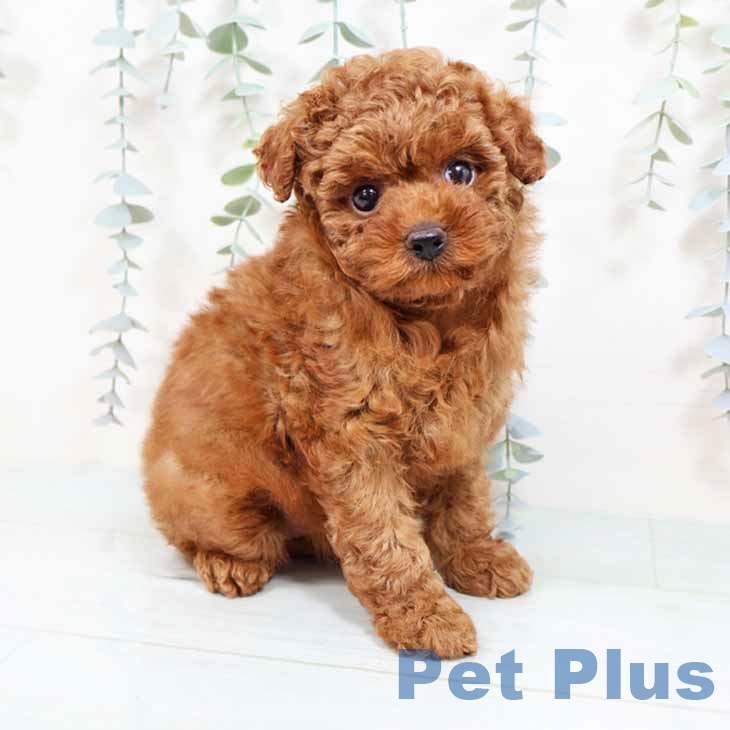 大阪府のトイプードル(トイ) (ペットプラス 鶴見店/2025年8月29日生まれ/女の子/レッド)の子犬の1枚目の画像