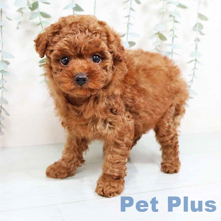 大阪府のトイプードル(トイ) (ペットプラス 鶴見店/2025年8月29日生まれ/女の子/レッド)の子犬の2枚目の画像