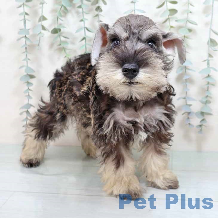 大阪府のミニチュアシュナウザー (ペットプラス イオン大日店/2025年8月23日生まれ/男の子/ソルトペッパー)の子犬の1枚目の画像