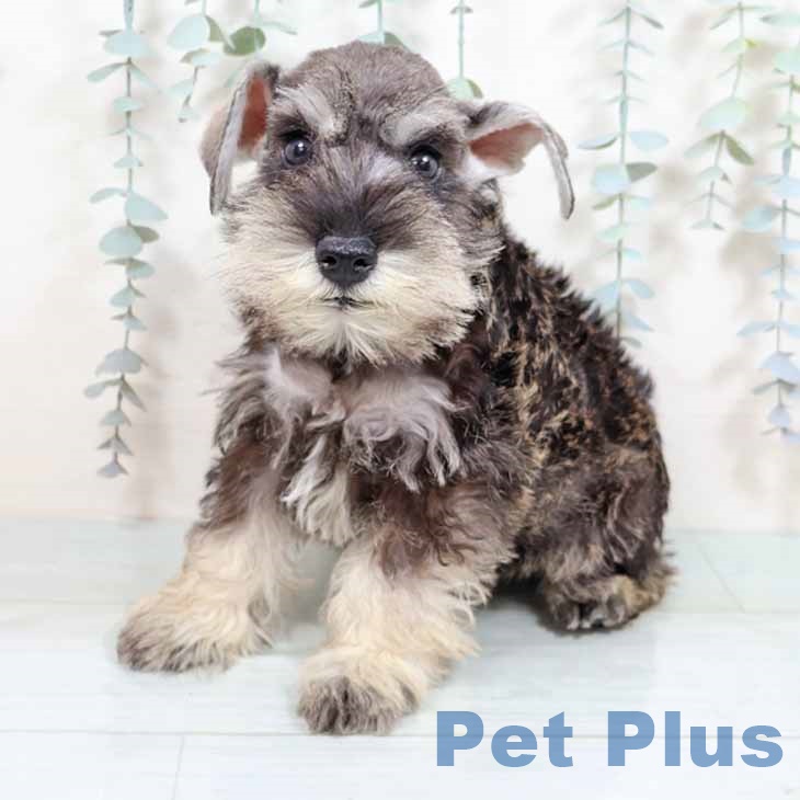 大阪府のミニチュアシュナウザー (ペットプラス イオン大日店/2025年8月23日生まれ/男の子/ソルトペッパー)の子犬の2枚目の画像