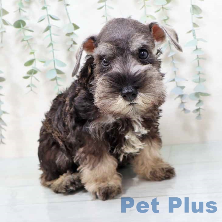 奈良県のミニチュアシュナウザー (ペットプラス 大和郡山店/2025年8月23日生まれ/男の子/ソルトペッパー)の子犬の1枚目の画像