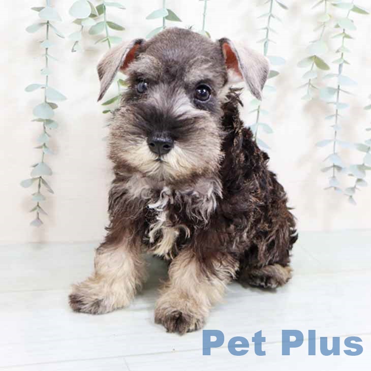 奈良県のミニチュアシュナウザー (ペットプラス 大和郡山店/2025年8月23日生まれ/男の子/ソルトペッパー)の子犬の2枚目の画像