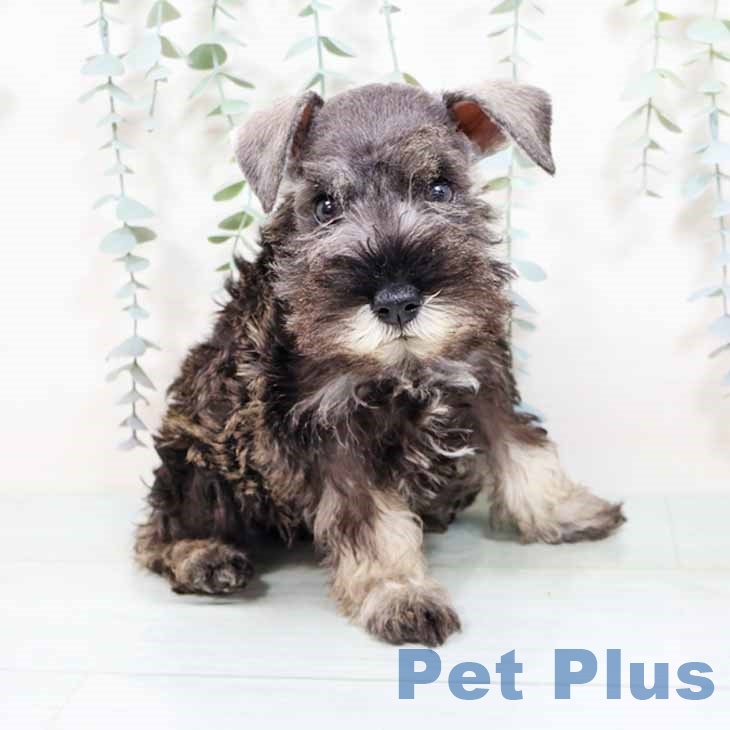 ミニチュア・シュナウザー