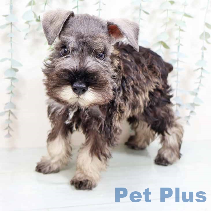 ミニチュア・シュナウザーの写真2