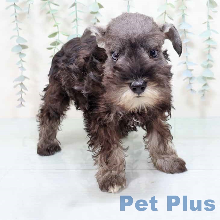 兵庫県のミニチュアシュナウザー (ペットプラス 神戸三宮店/2025年8月23日生まれ/女の子/ソルトペッパー)の子犬の1枚目の画像