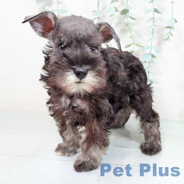 兵庫県のミニチュアシュナウザー (ペットプラス 神戸三宮店/2025年8月23日生まれ/女の子/ソルトペッパー)の子犬の2枚目の画像