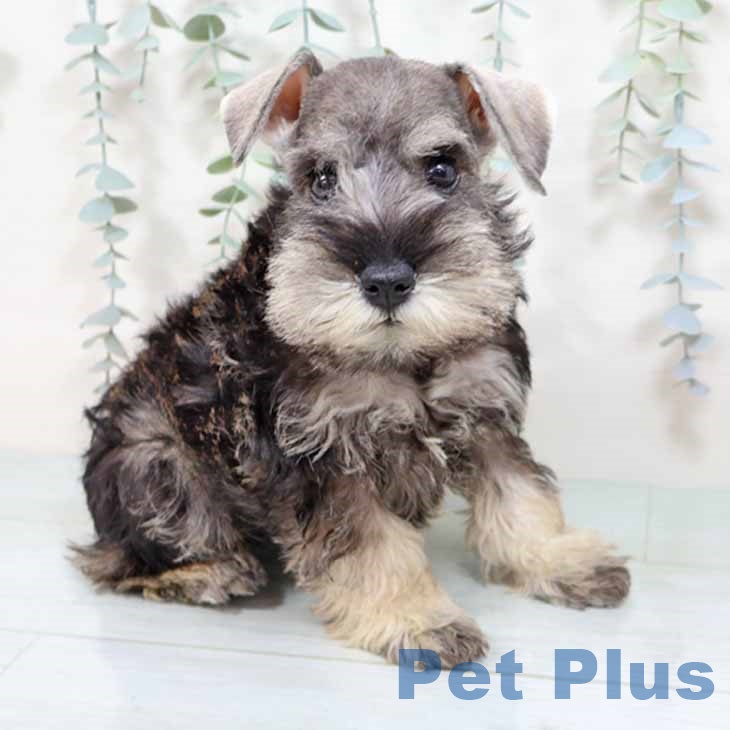 ミニチュア・シュナウザー