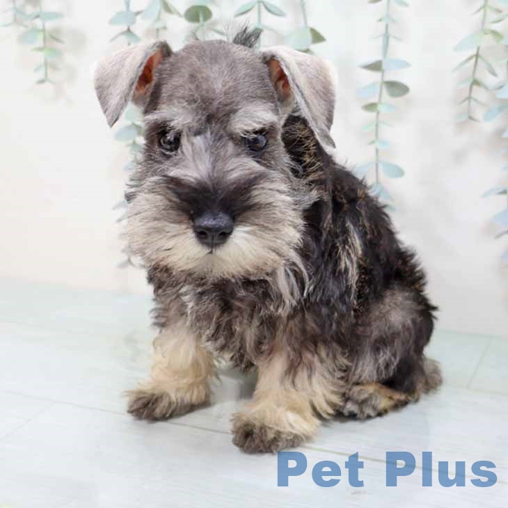 ミニチュア・シュナウザーの写真2