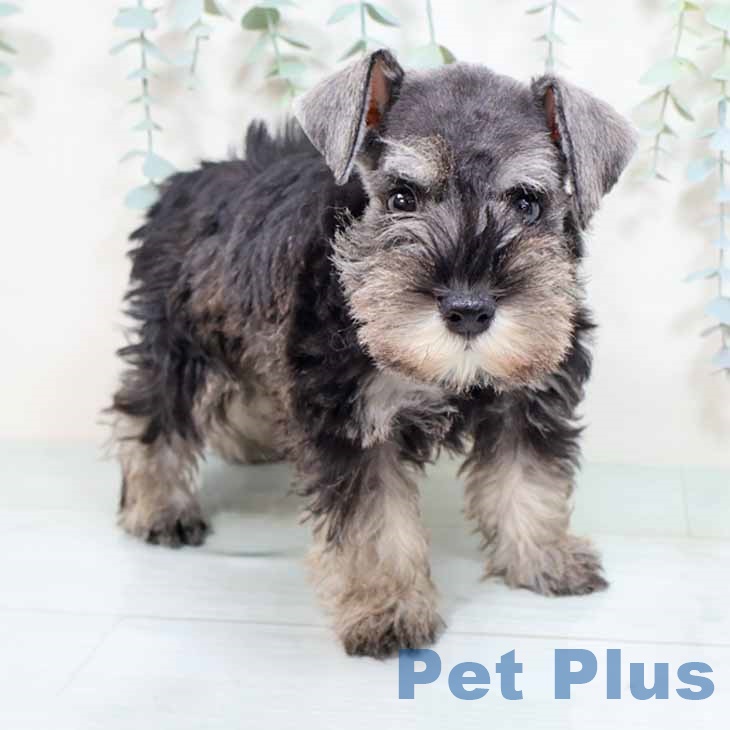 大阪府のミニチュアシュナウザー (ペットプラス イオン大日店/2025年8月28日生まれ/女の子/ソルトペッパー)の子犬の1枚目の画像
