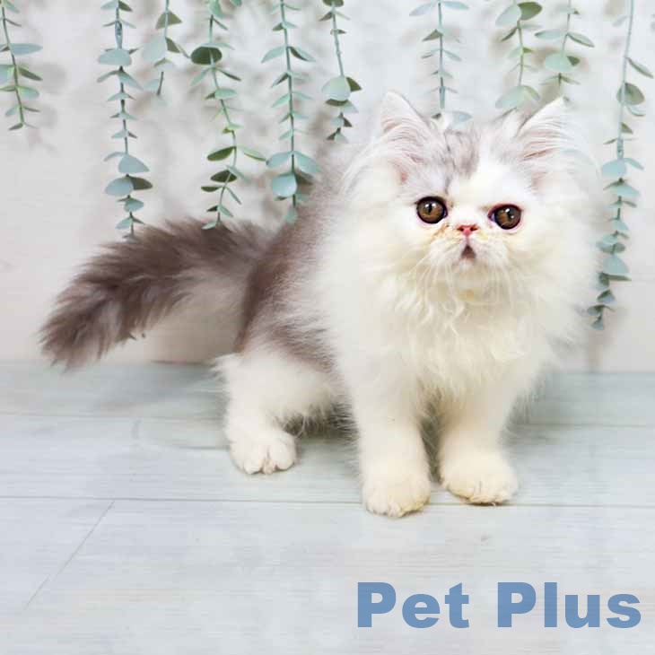 大阪府のエキゾチック (ペットプラス ららぽーと和泉店/2025年8月21日生まれ/男の子/シルバータビーホワイト)の子猫