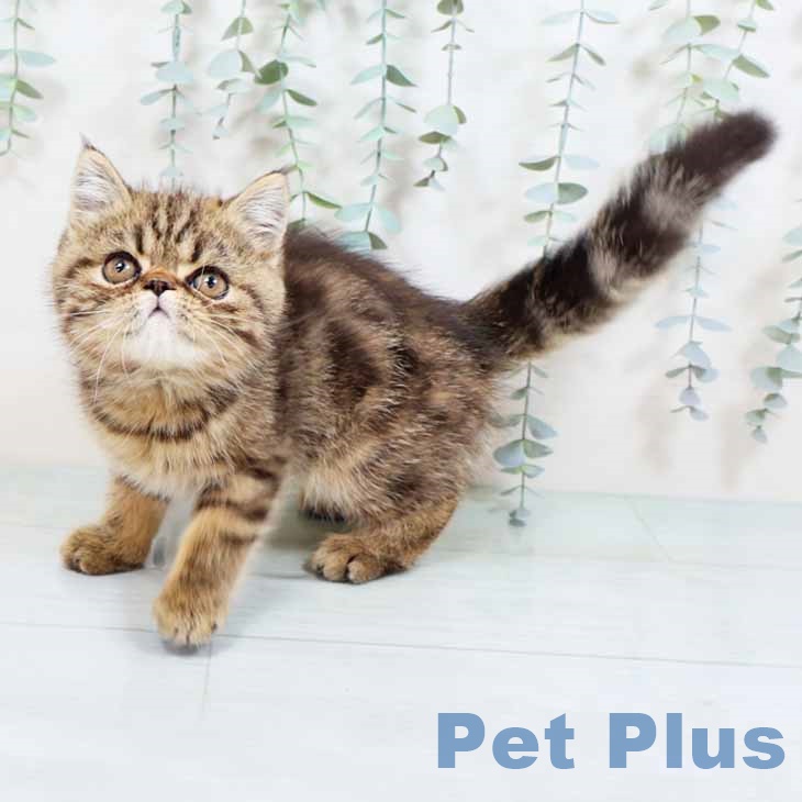 京都府のエキゾチック (ペットプラス イオンモールKYOTO店/2025年8月28日生まれ/女の子/ブラウンタビー)の子猫の1枚目の画像