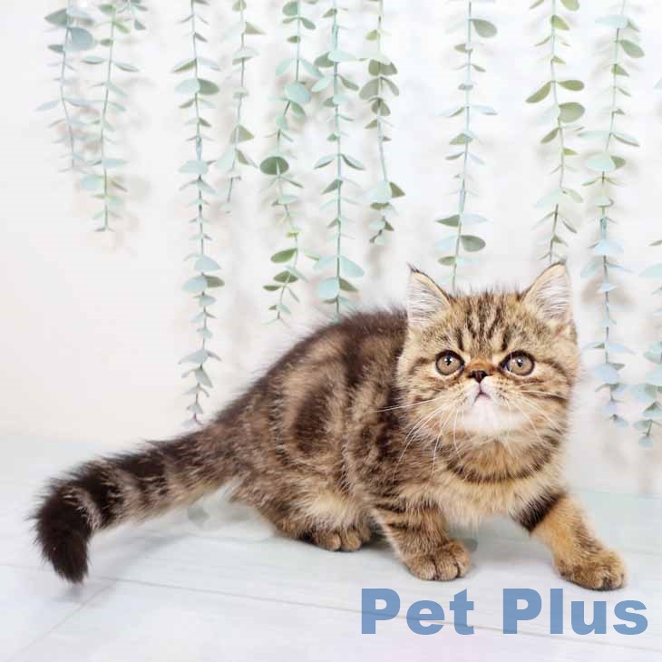 京都府のエキゾチック (ペットプラス イオンモールKYOTO店/2025年8月28日生まれ/女の子/ブラウンタビー)の子猫の2枚目の画像