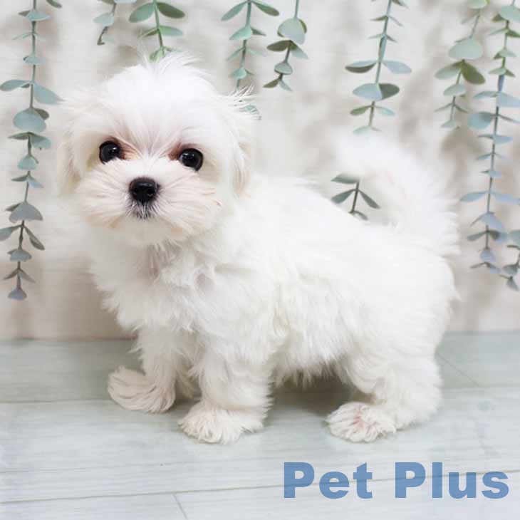 大阪府のマルチーズ (ペットプラス 堺鉄砲町店/2025年8月30日生まれ/男の子/ホワイト)の子犬の1枚目の画像