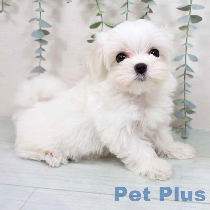 大阪府のマルチーズ (ペットプラス 堺鉄砲町店/2025年8月30日生まれ/男の子/ホワイト)の子犬の2枚目の画像