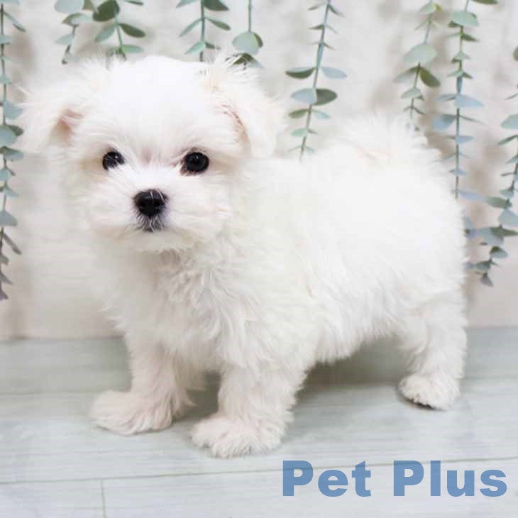 マルチーズの写真2