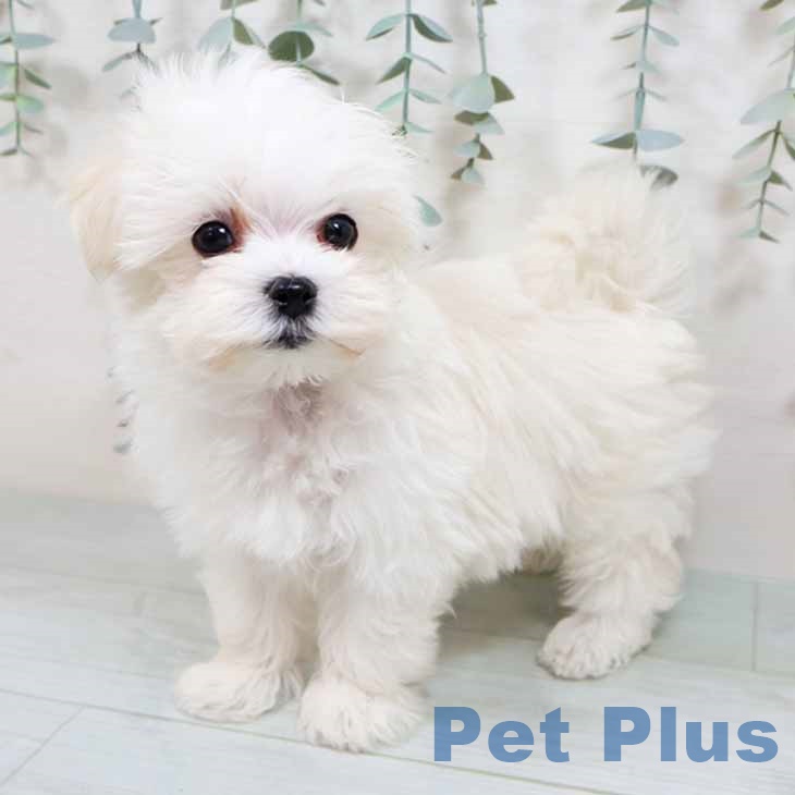 マルチーズの写真2