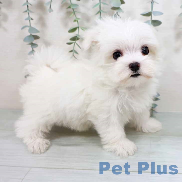 マルチーズの写真2