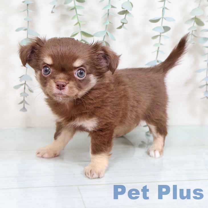 京都府のチワワ(ロング) (ペットプラス 京都桂川店/2025年8月30日生まれ/女の子/チョコレートタンホワイト)の子犬の1枚目の画像