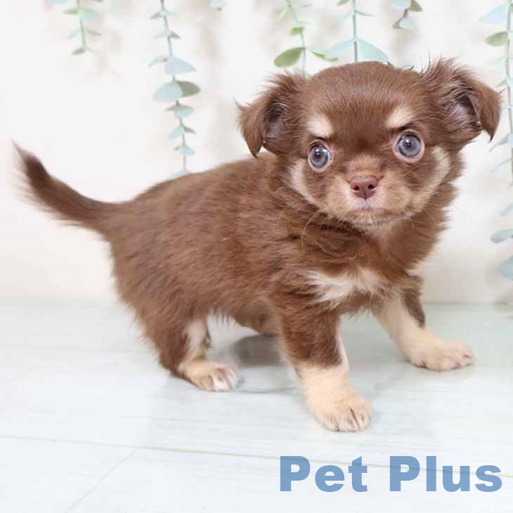 京都府のチワワ(ロング) (ペットプラス 京都桂川店/2025年8月30日生まれ/女の子/チョコレートタンホワイト)の子犬の2枚目の画像
