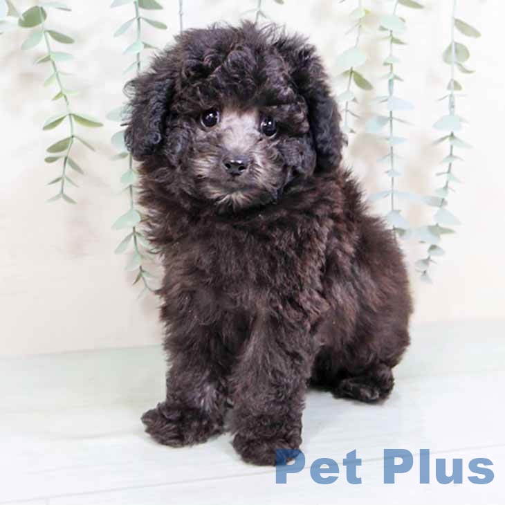 大阪府のトイプードル(トイ) (ペットプラス イオン大日店/2025年9月1日生まれ/男の子/シルバー)の子犬