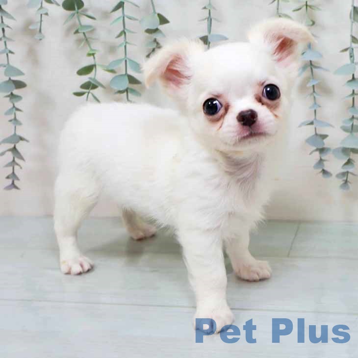 大阪府のチワワ(ロング) (ペットプラス イオン大日店/2025年8月26日生まれ/男の子/クリームホワイト)の子犬